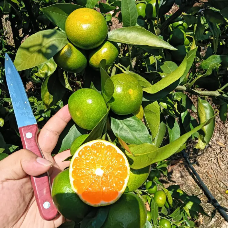 【云南蜜橘】特早蜜橘湖北高山蜜橘电商平台各大市场欢迎来电