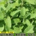兰香薄荷薄荷种子留兰香食用兼药用驱蚊四季种植