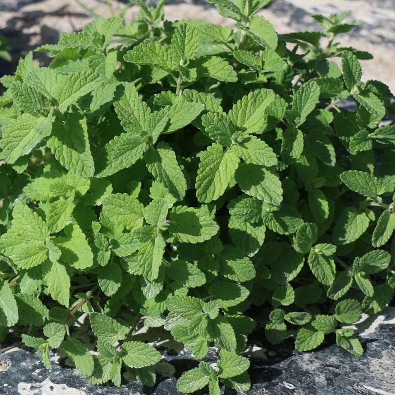 兰香薄荷薄荷种子留兰香食用兼药用驱蚊四季种植