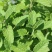 兰香薄荷薄荷种子留兰香食用兼药用驱蚊四季种植