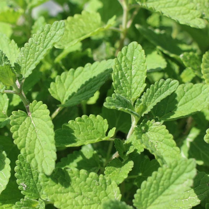 兰香薄荷薄荷种子留兰香食用兼药用驱蚊四季种植
