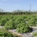 兰香薄荷薄荷种子留兰香食用兼药用驱蚊四季种植