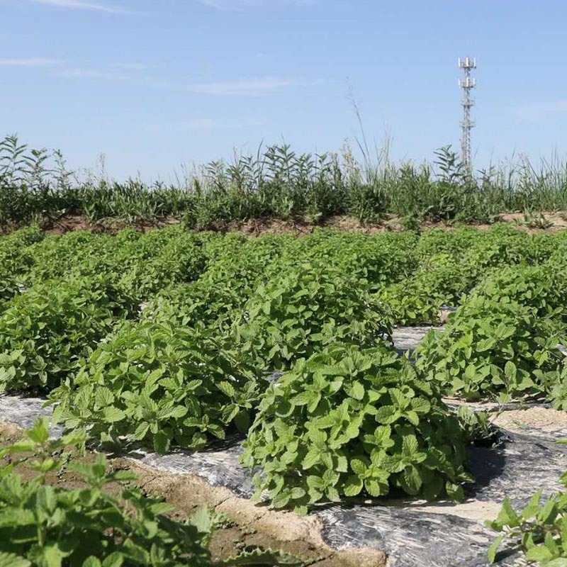 兰香薄荷薄荷种子留兰香食用兼药用驱蚊四季种植