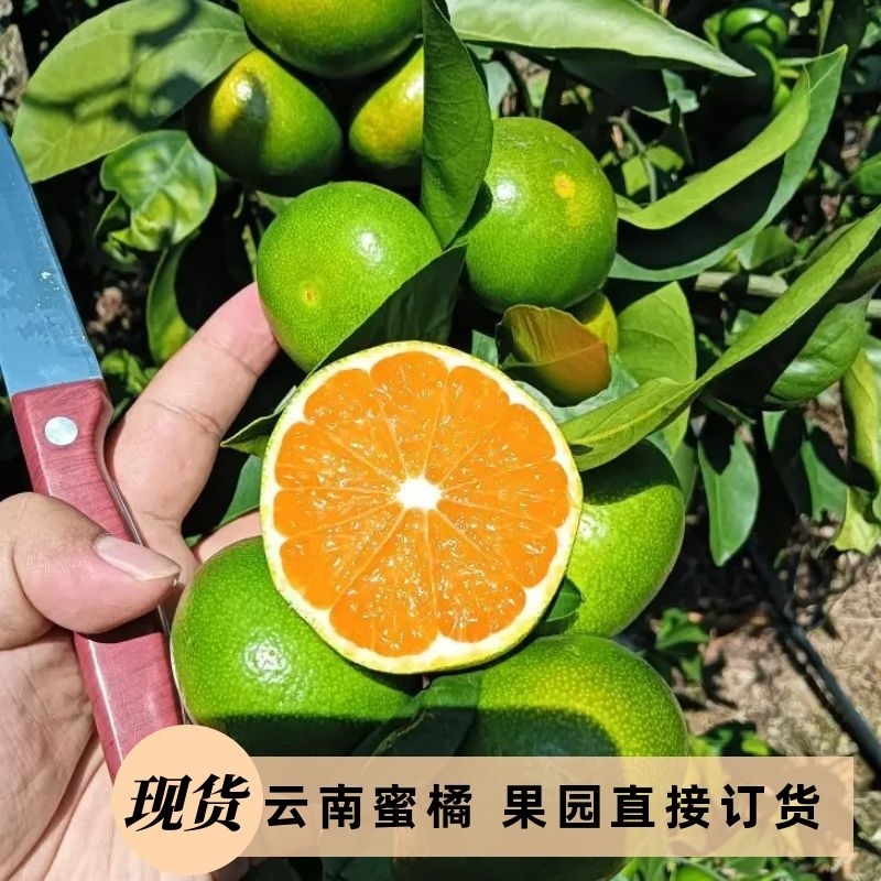 【实力供货蜜橘】蜜橘湖北产地直发全国电商市场商超视频看货