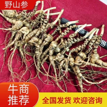 鲜参保鲜人参保证质量量大从优活性成分高吸收好