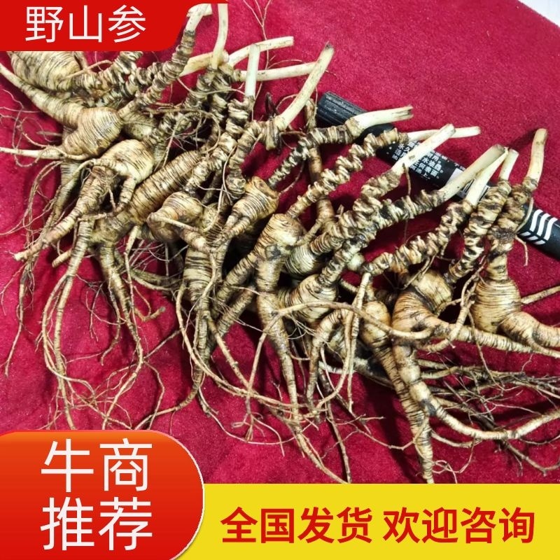 鲜参保鲜人参保证质量量大从优活性成分高吸收好