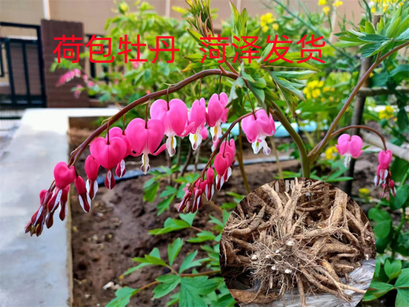 荷包牡丹菏泽牡丹基地直发保开花保成活保对版