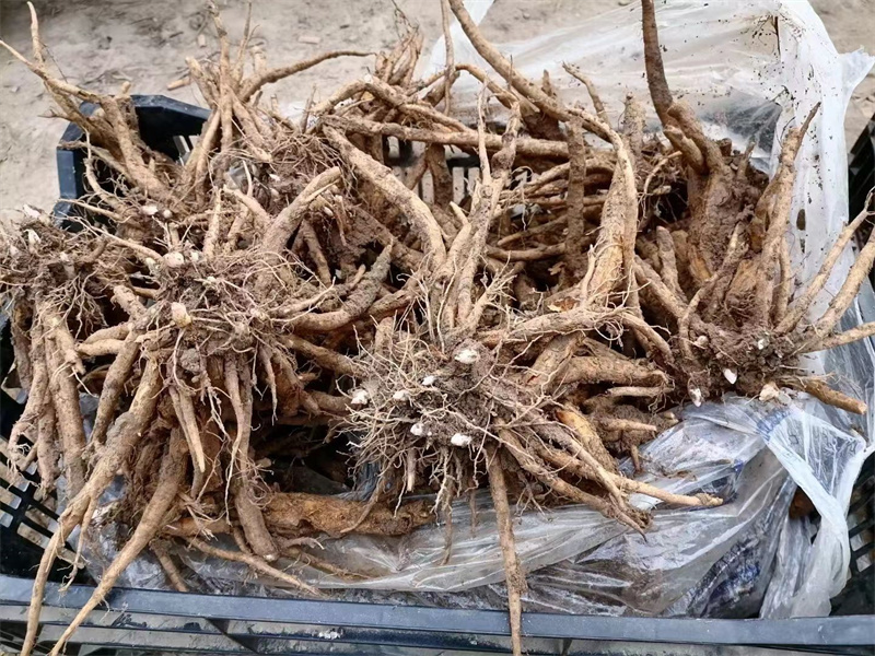 荷包牡丹菏泽牡丹基地直发保开花保成活保对版