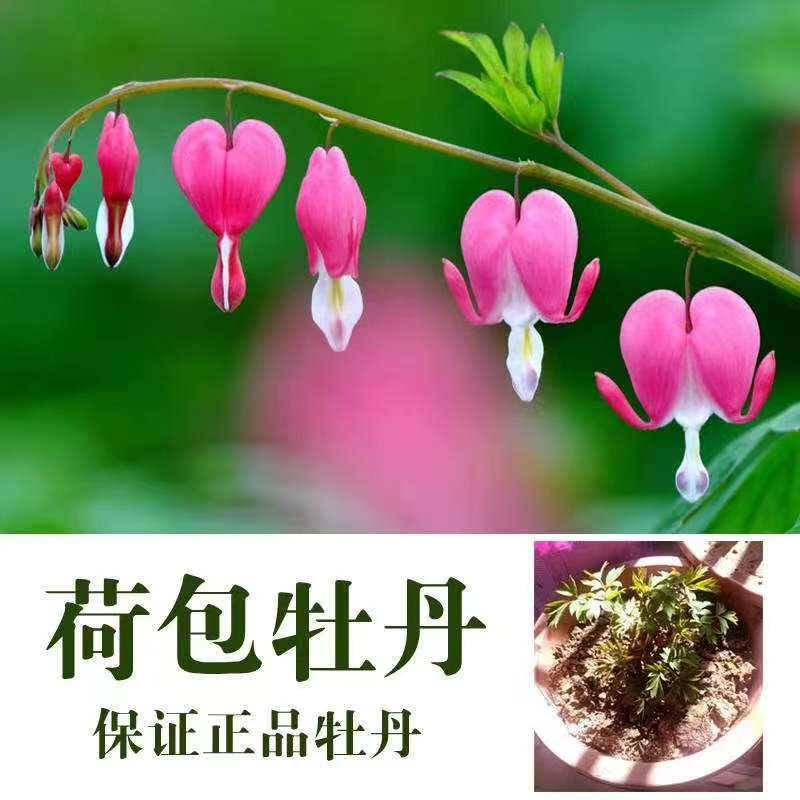 荷包牡丹菏泽牡丹基地直发保开花保成活保对版
