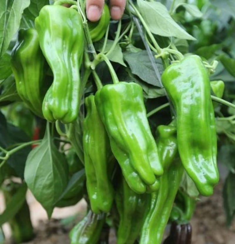 麻椒苗大果麻椒苗皱皮椒苗产量高薄皮泡椒苗