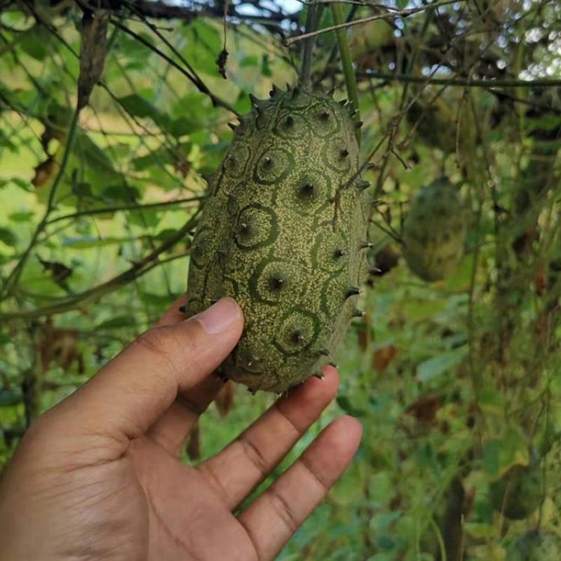 火参果种子火星果海参果刺角瓜非洲早熟