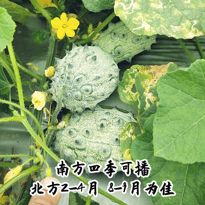 火参果种子火星果海参果刺角瓜非洲早熟