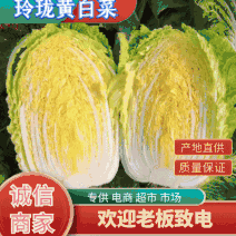 湖北高山黄心大白菜，玲珑黄白菜产地大量批发质量好价格便宜