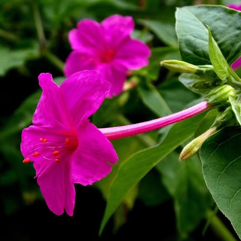 紫茉莉花种子，紫色茉莉花种子，颗粒饱满，全国发货