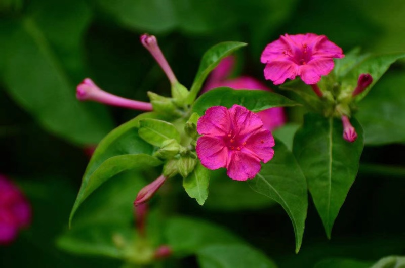 紫茉莉花种子，紫色茉莉花种子，颗粒饱满，全国发货