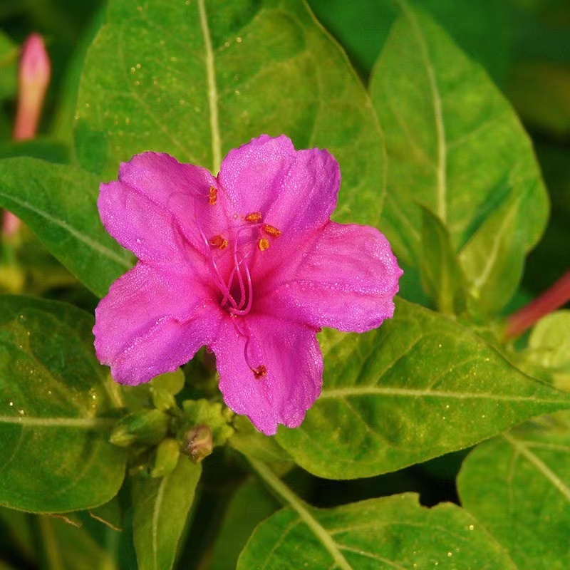 紫茉莉花种子，紫色茉莉花种子，颗粒饱满，全国发货