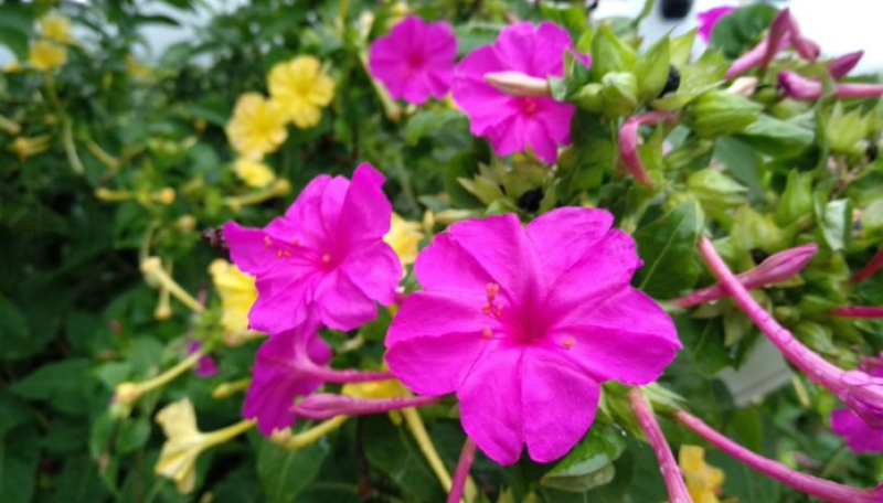 紫茉莉花种子，紫色茉莉花种子，颗粒饱满，全国发货