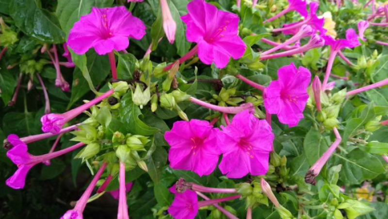 紫茉莉花种子，紫色茉莉花种子，颗粒饱满，全国发货