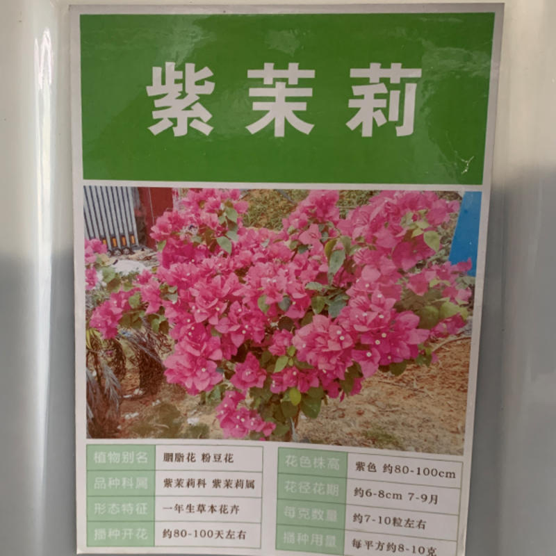 紫茉莉花种子，紫色茉莉花种子，颗粒饱满，全国发货