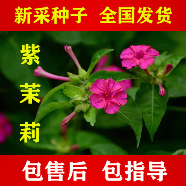 紫茉莉花种子，紫色茉莉花种子，颗粒饱满，全国发货