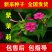 紫茉莉花种子，紫色茉莉花种子，颗粒饱满，全国发货