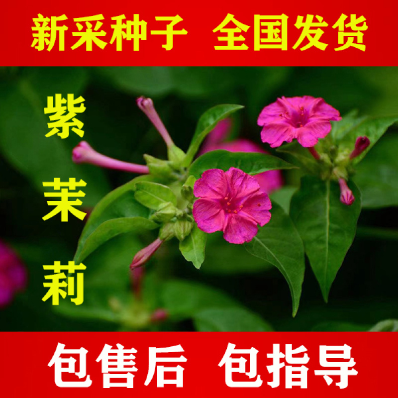 紫茉莉花种子，紫色茉莉花种子，颗粒饱满，全国发货