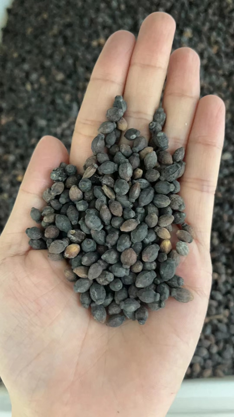 紫茉莉花种子，紫色茉莉花种子，颗粒饱满，全国发货