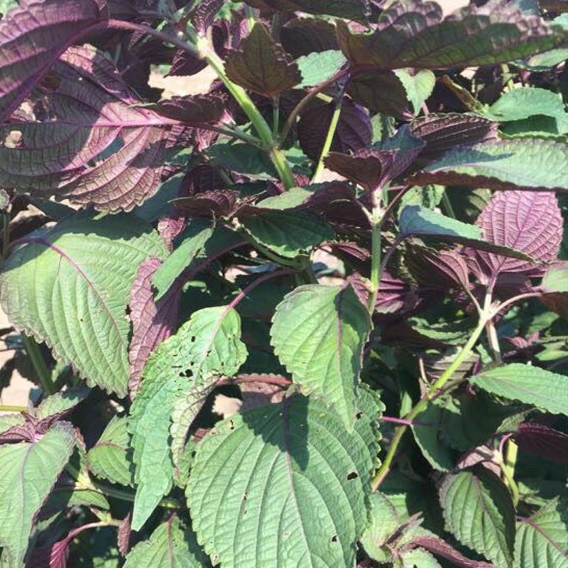 紫苏种子食用紫苏双面四季紫苏种孑蔬菜种籽早熟