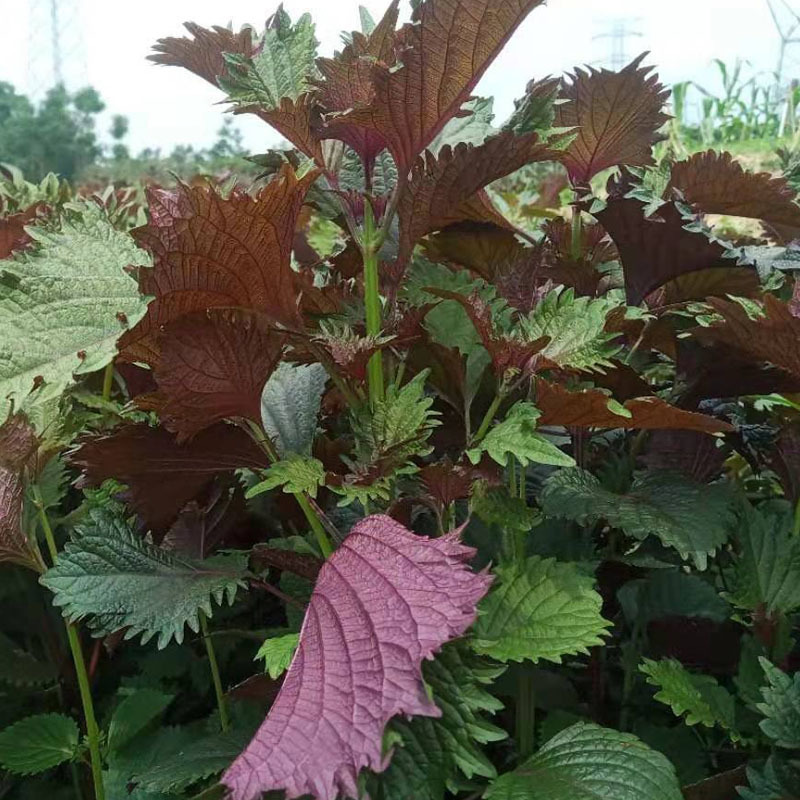紫苏种子食用紫苏双面四季紫苏种孑蔬菜种籽早熟