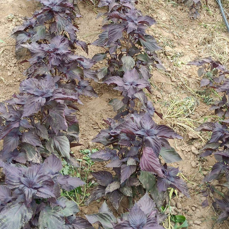 纯紫紫苏种子早熟生长快春秋种植春夏秋四季播蔬菜种孑