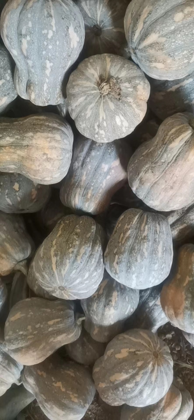 【货源充足】南阳精品花生南瓜大量上市，产地直发量大从优