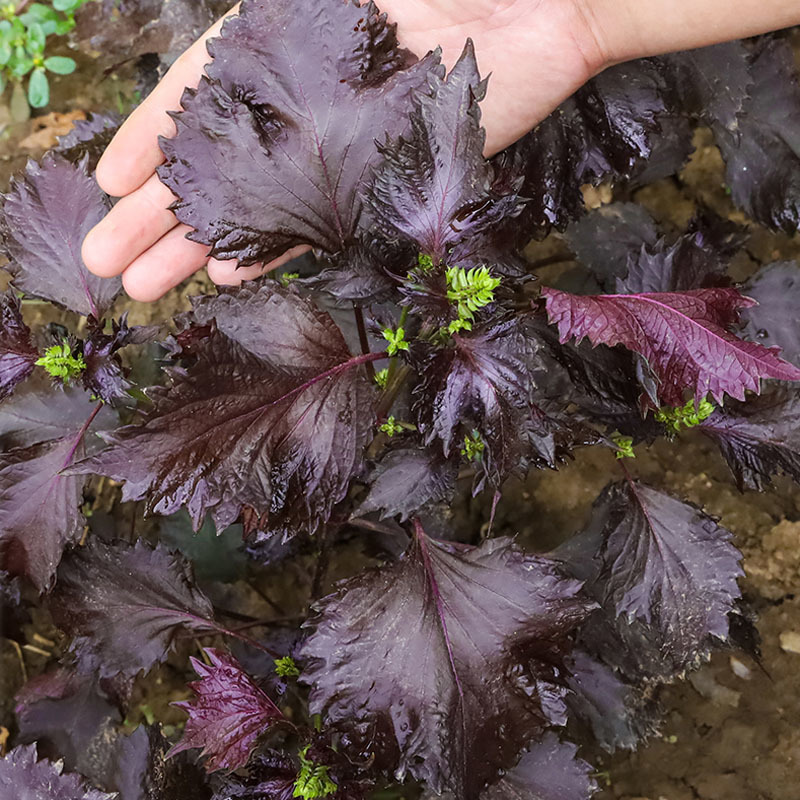 纯紫紫苏种子早熟生长快春秋种植春夏秋四季播蔬菜种孑