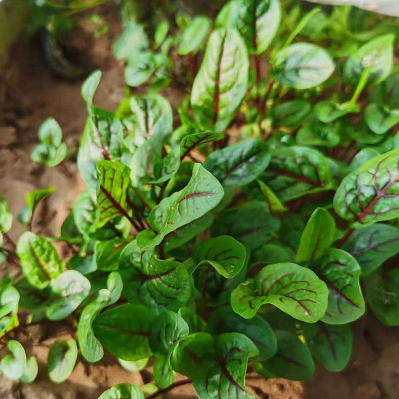 红脉酸模种子抗病强沙拉菜摆盘耐寒四季种植