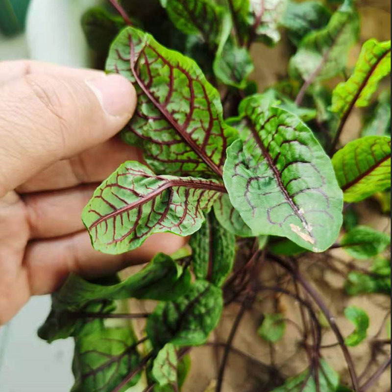 红脉酸模种子抗病强沙拉菜摆盘耐寒四季种植