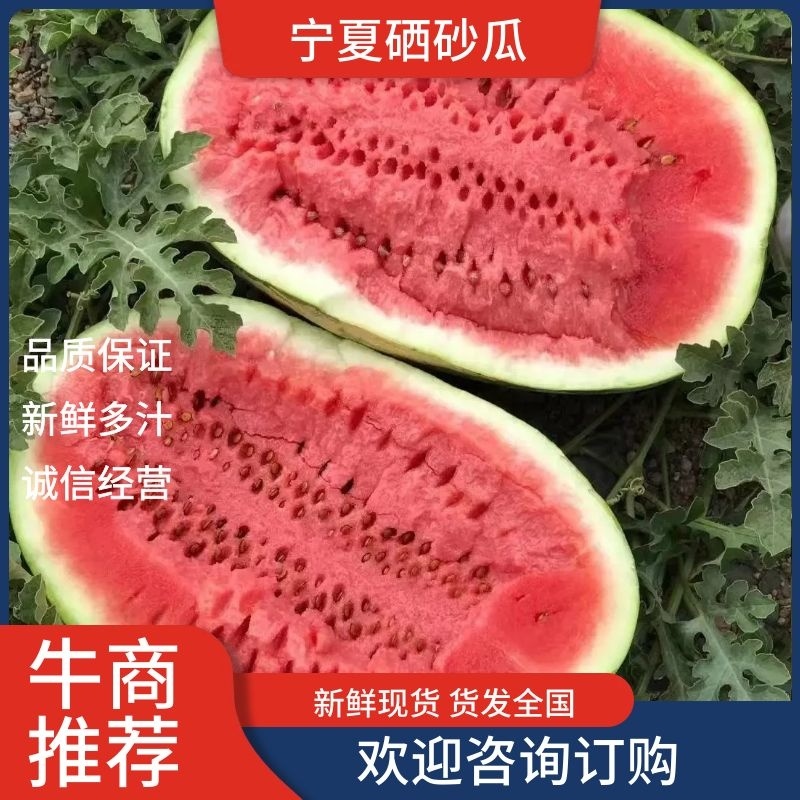 【实力供应】宁夏产区硒砂瓜货源充足