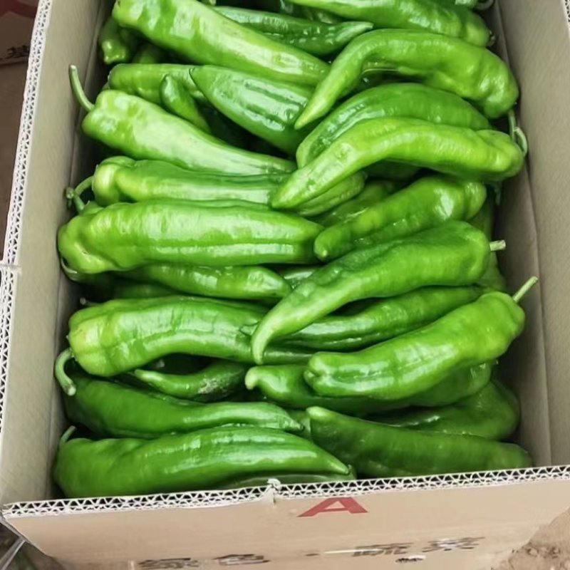 精品鲜辣椒，苏椒，牛角椒，芜湖椒，青椒，一手货源品质保证