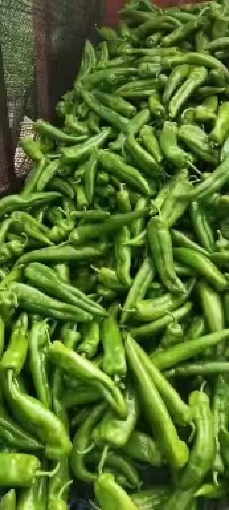 精品鲜辣椒，苏椒，牛角椒，芜湖椒，青椒，一手货源品质保证