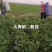 精品鲜辣椒，苏椒，牛角椒，芜湖椒，青椒，一手货源品质保证