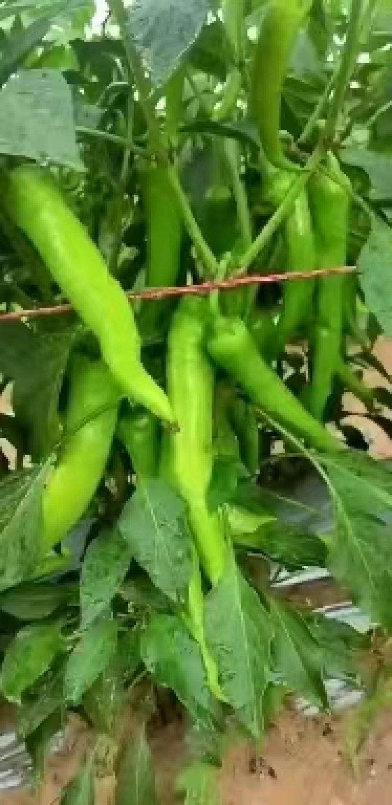 精品鲜辣椒，苏椒，牛角椒，芜湖椒，青椒，一手货源品质保证