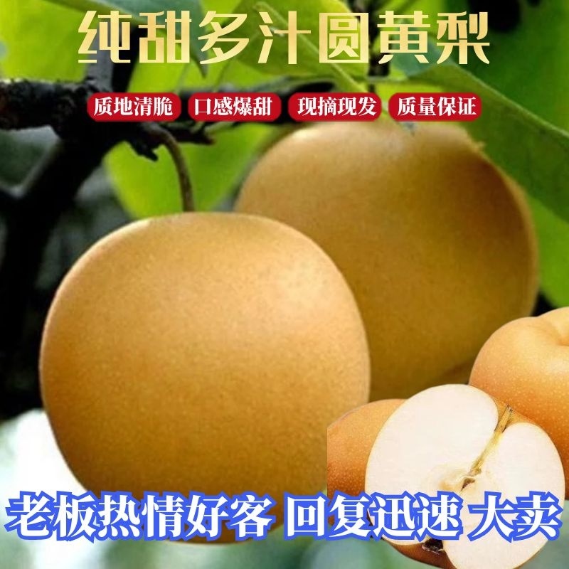 园黄梨果核小纯甜多汁水多6两起精品批发商超