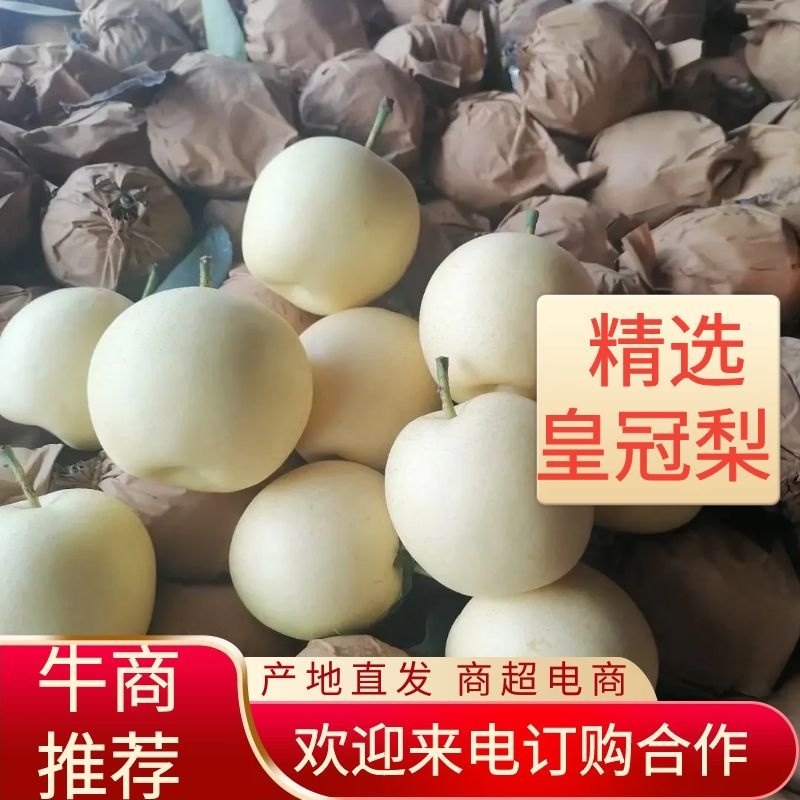 【精品】皇冠梨产地直发货源充足品种齐全欢迎实地考察