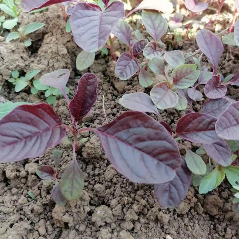 全红苋菜种子早熟生长快耐热耐湿芽率高基地种植