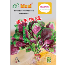 花红苋菜种子绿边红心耐热高产分枝少生长速度快