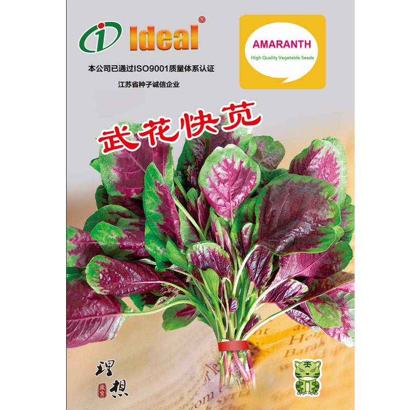 花红苋菜种子绿边红心耐热高产分枝少生长速度快