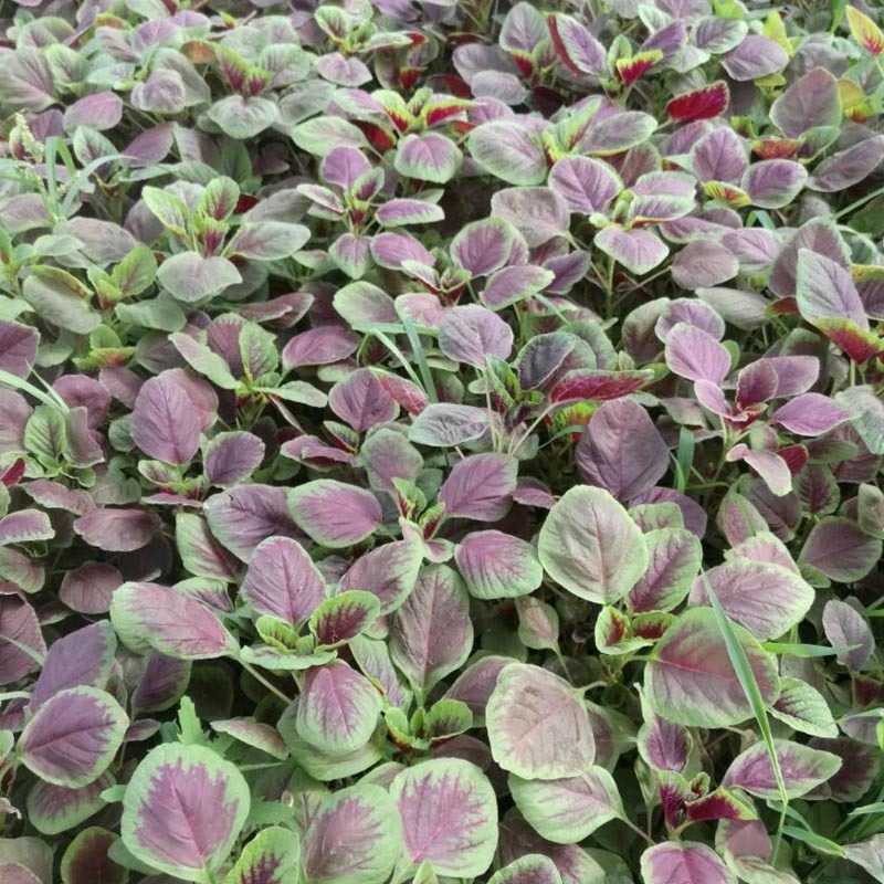 花红苋菜种子绿边红心耐热高产分枝少生长速度快