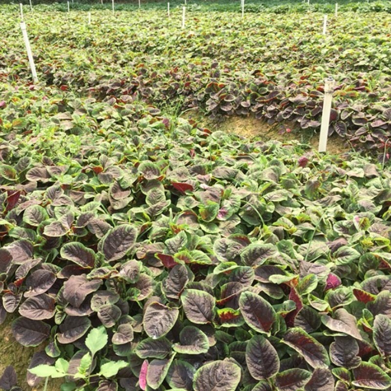 花红苋菜种子绿边红心耐热高产分枝少生长速度快