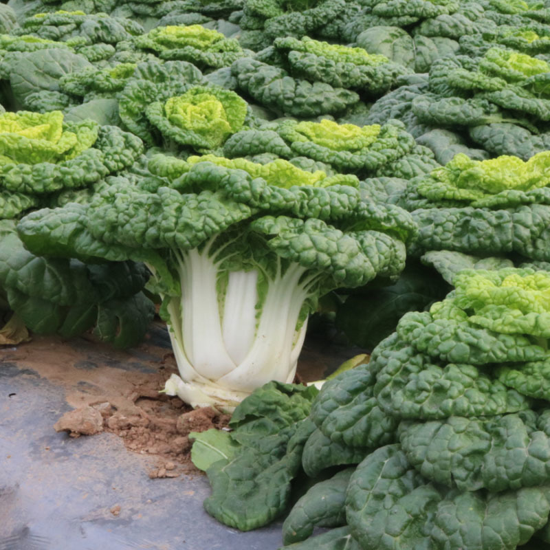 黄心乌塌菜种子口感好菊花心秋季冬季高产皱叶塌菜