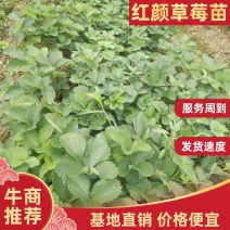 草莓苗，大叶红颜，自有基地育苗，质量保证规格齐全，来电～