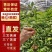 三叉苦苗/三丫苦苗，基地值供货源充足可零售可批发