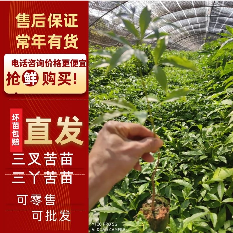 三叉苦苗/三丫苦苗，基地值供货源充足可零售可批发